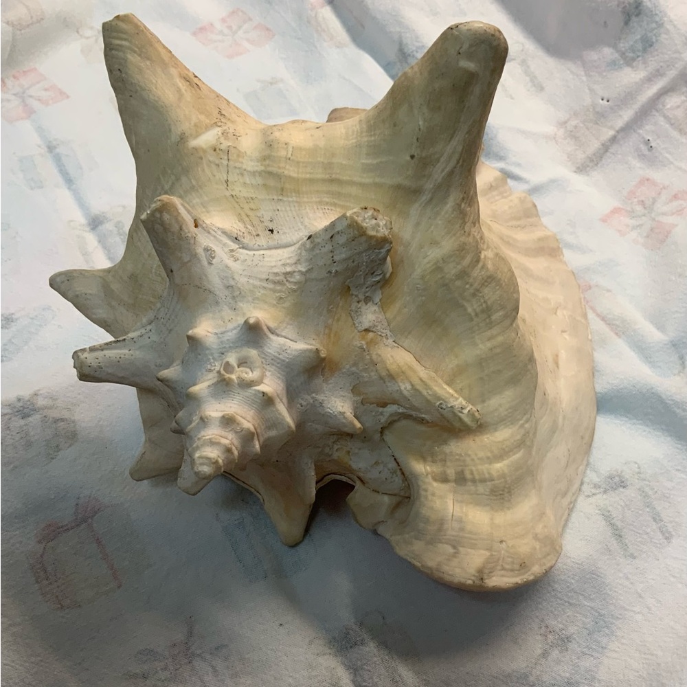 Large Pink and Cream Conch Shell - Picture 3 of 3